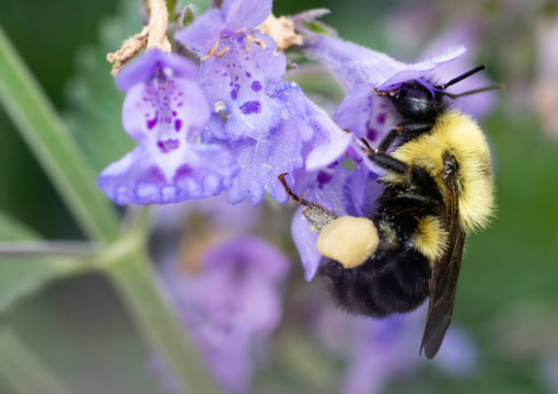 Bumble Bee Pollinates Cat Mint Flower Plant