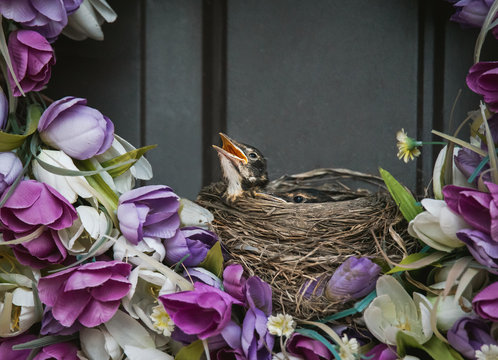 Bird's nest on a floral wreath with baby robins peeking over the edge.