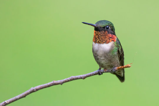 A Male Ruby-throated Hummingbird Perched