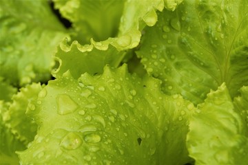 
lettuce in raindrops