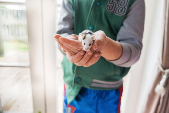 Young boy holding pet mouse in his hands