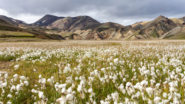Blooming cottongrass field with mossy hills in Iceland's highlands