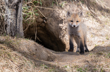 Red fox kit in the wild