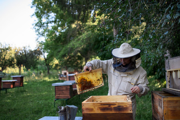 Portrait of man beekeeper holding honeycomb frame full of bees in apiary.