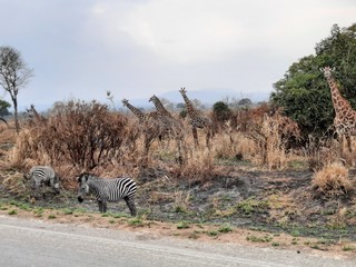 Fototapeta na wymiar Giraffe on the road