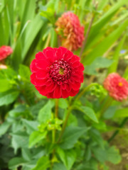 Dahlia rouge