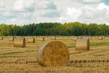 cereal field after threshing and straw hay rollers © gatis_photo