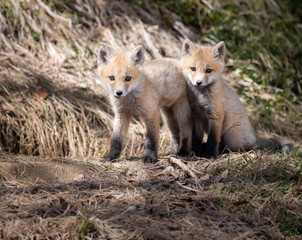 Red fox kit in the wild