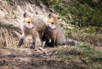 Red fox kit in the wild