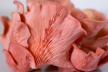 Pink Oyster Mushroom cluster close up