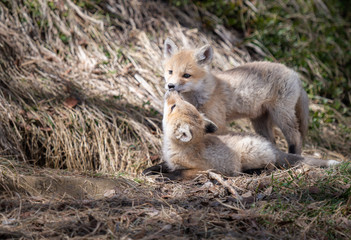 Red fox kit in the wild