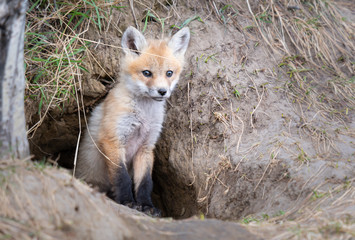 Red fox kit in the wild