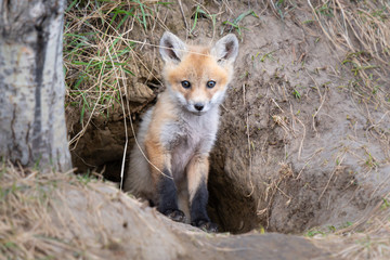 Red fox kit in the wild