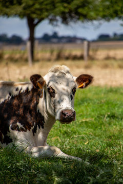 vache normande
