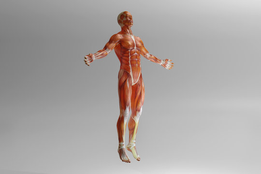 Human Anatomy Visualisation