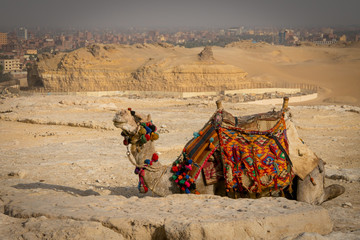 Fototapeta premium Tourist camels in the Pyramids of Egypt