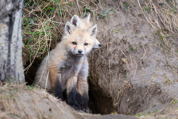 Red fox kit in the wild