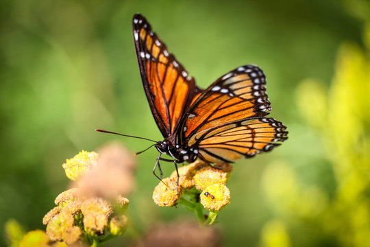 Monarch butterfly on a bright orange flower