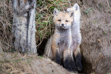 Red fox kit in the wild