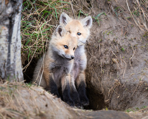 Red fox kit in the wild