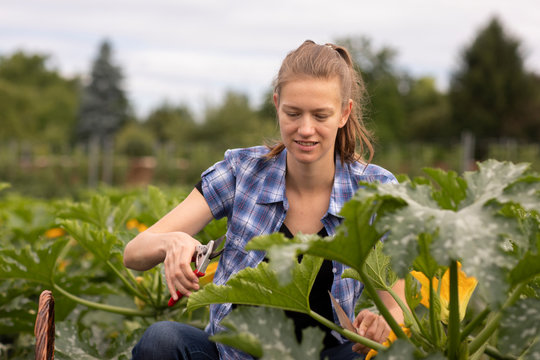 young woman working as vegetable grower or farmer in the field