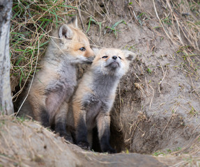Red fox kit in the wild