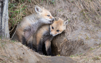 Red fox kit in the wild