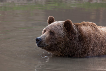 Naklejka na ściany i meble Grizzly Bear in a Pond