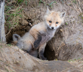 Red fox kit in the wild