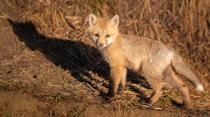 Red fox kit in the wild