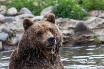 Fototapeta na wymiar Grizzly Bear Posing in a Pond