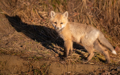Red fox kit in the wild