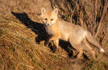 Red fox kit in the wild