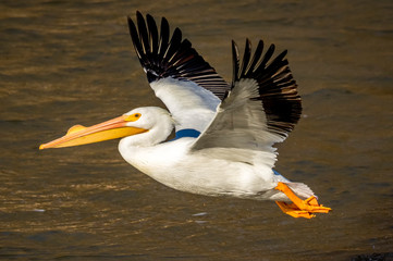 Fototapeta na wymiar White Pelican in Flight
