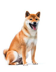 shiba inu dog smiling on white background