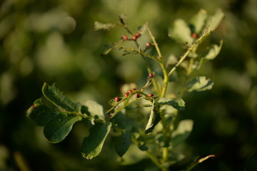 potato bug destroying the crop. leptinotarsa decemlineata insects eating the leaves of plants