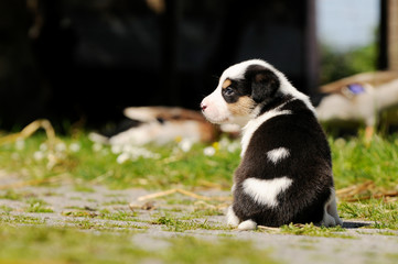 Naklejka na ściany i meble cute smal dog pup sitting in the garden