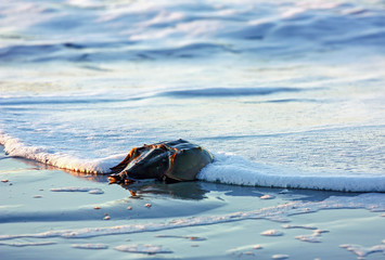 Beached Horsehoe Crab at Low Tide