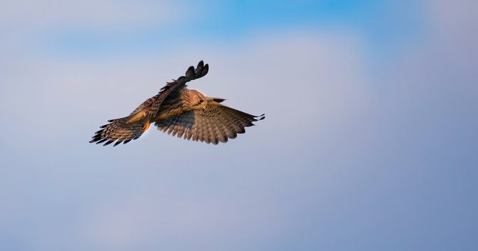 Falco tinnunculus watches in flight and searches for its prey