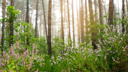 Blooming pink Heather against the background of a pine forest