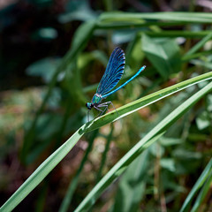 Beautiful Demoiselle Calopteryx virgo on the plant
