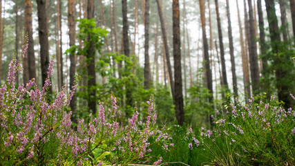 Fototapeta na wymiar Blooming pink Heather against the background of a pine forest