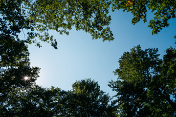 Place the graphic and design inserts, beautiful backdrop of nature. Clear cloudless blue sky among the tops of green deciduous trees. View of the sky from the forest. Blue sky among the tops of trees