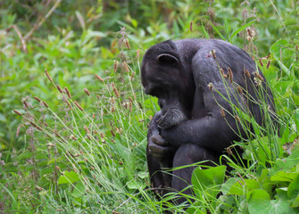 Fed up chimpanzee sitting in the grass