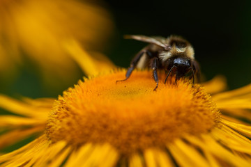 Macro of a bumblebee on a flower