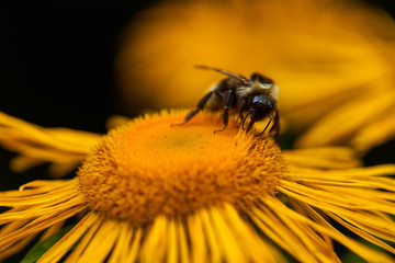 Macro of a bumblebee on a flower