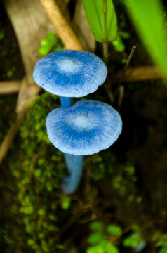 Blue Mushrooms In Rain Forest