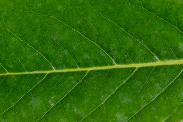 Textura de hoja de magnolio