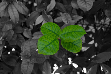 Hojas de jazmín con fondo en blanco y negro