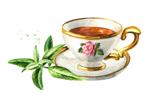 Cup of tea and Verbena herb. Hand drawn watercolor illustration isolated on white background